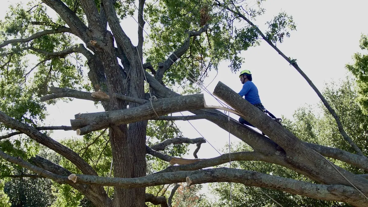 Professional Crown Thinning performed by certified arborists in Mesquite