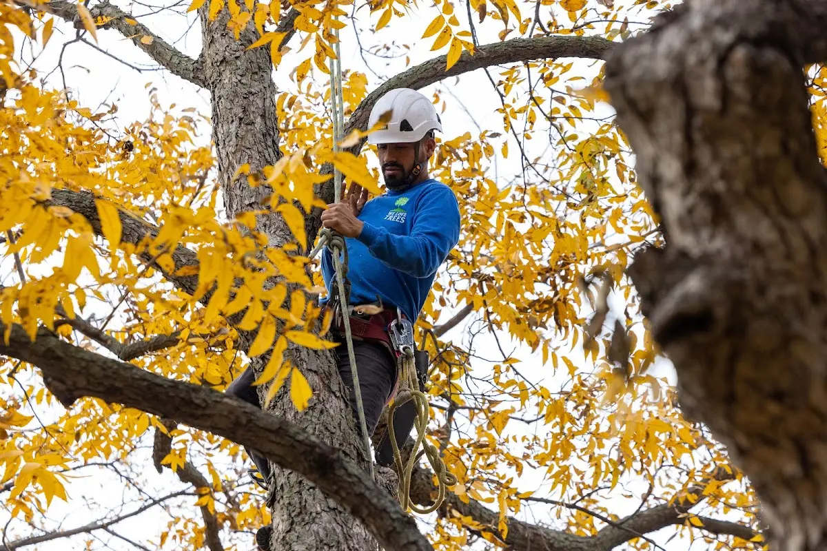 Skilled Tree Trimming crew working in Mesquite
