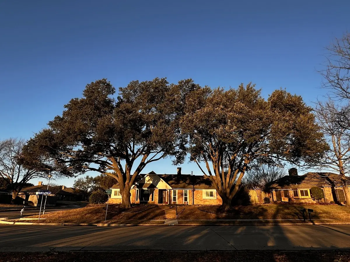 Established residential canopy tree shading a home in Mesquite