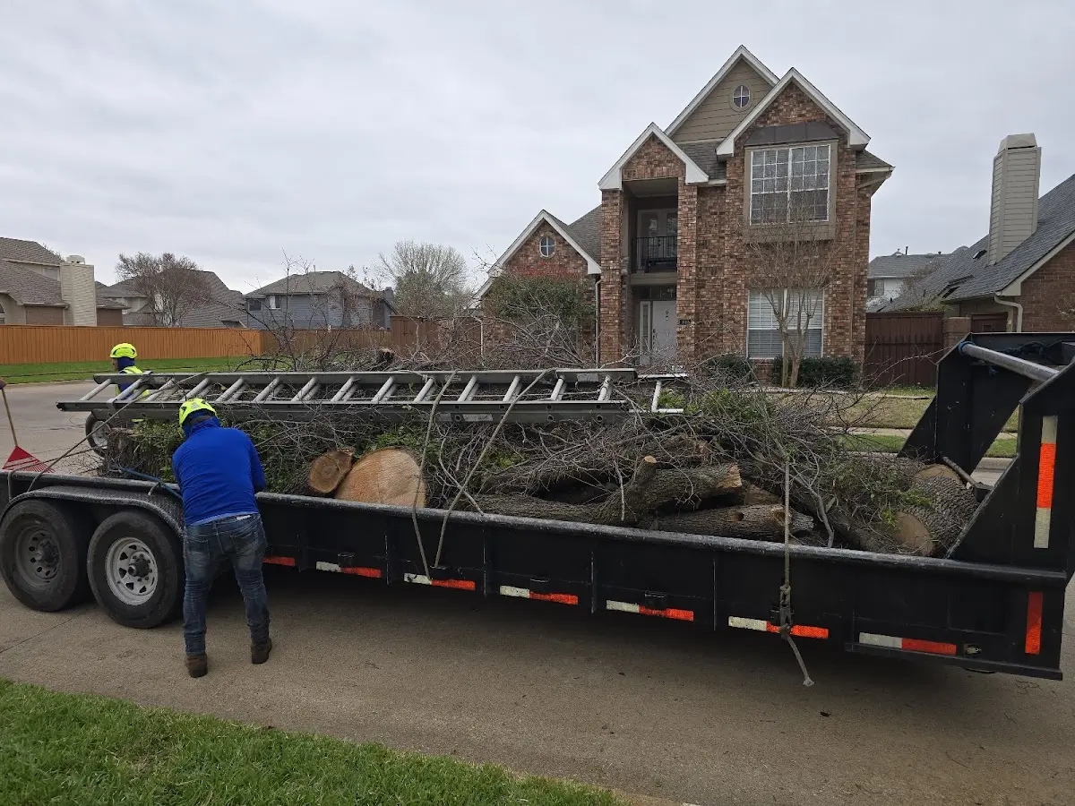 Expert Tree Removal with proper safety equipment in Mesquite